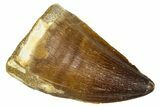 Fossil Mosasaur (Thalassotitan) Tooth - Morocco #374586-1